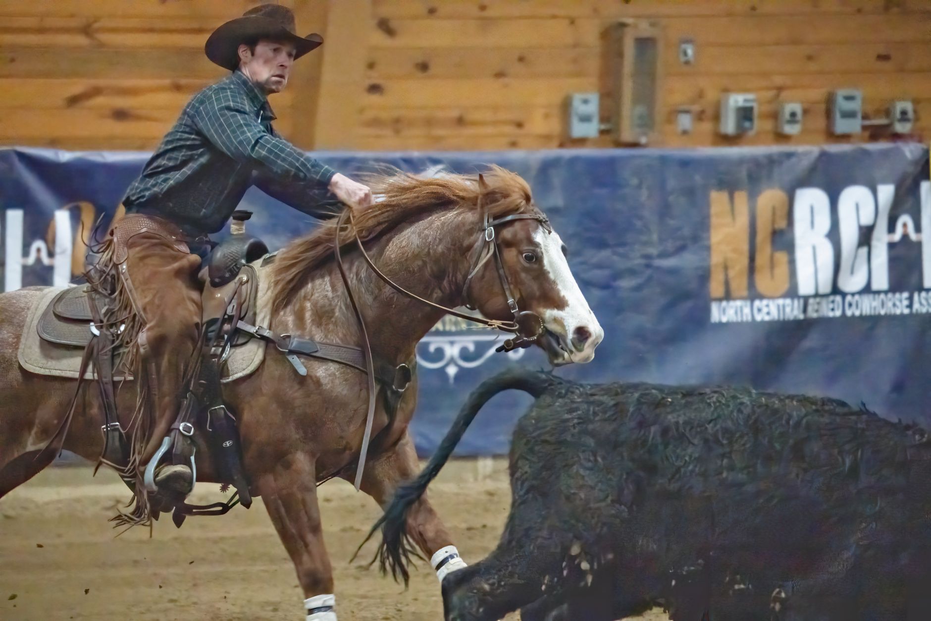 Metallic Cat, Matt Koch, and a Week That Moved the Needle