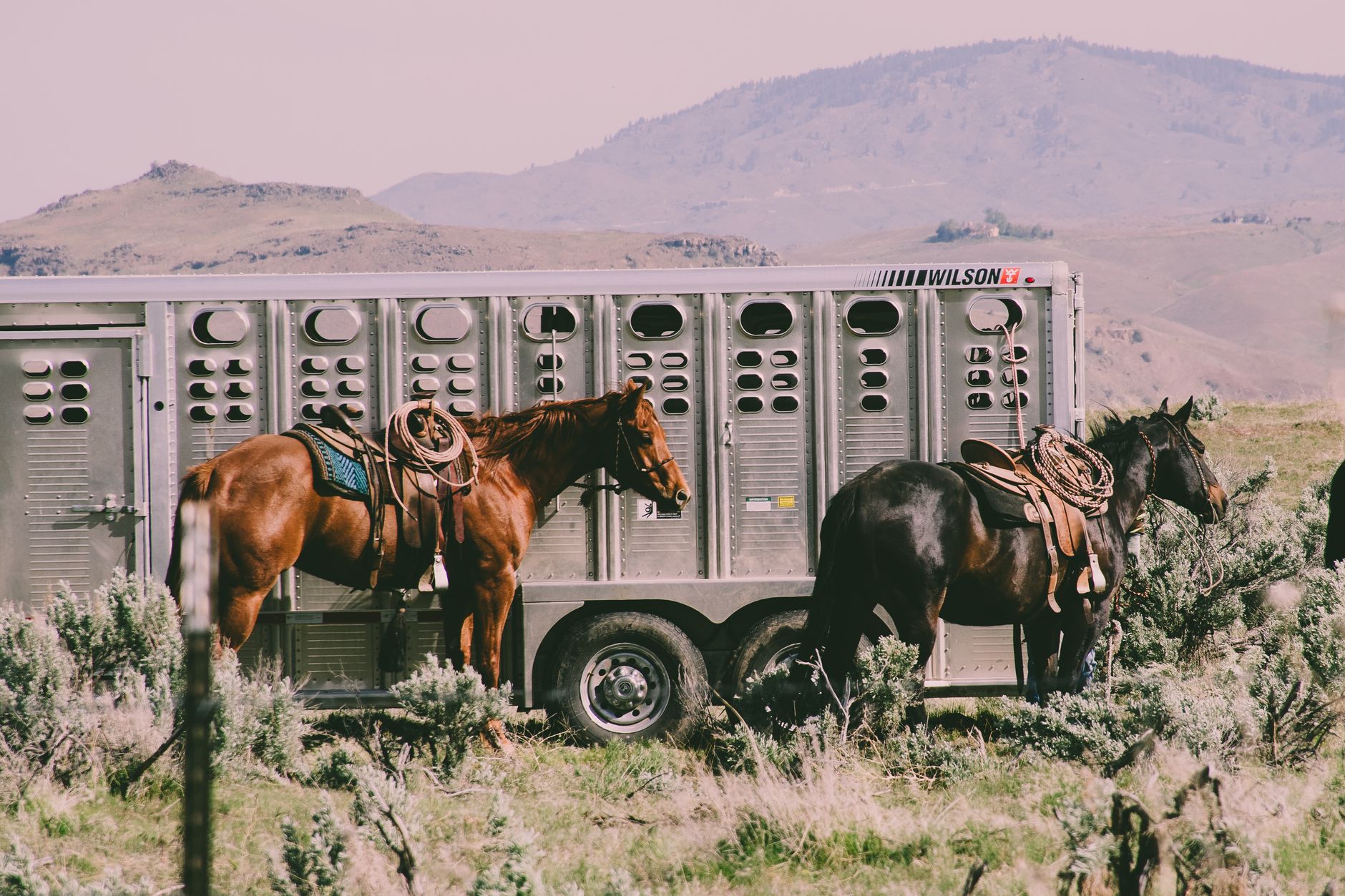 Southern Ports Reopening: What Horse Importers Need to Know Now